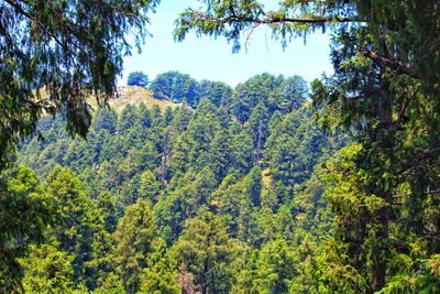 Scenic view of forest against sky