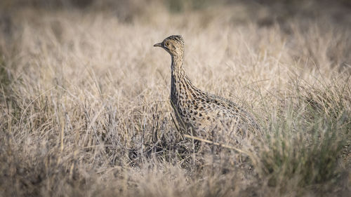 Close-up of a bird on field