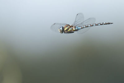 Close-up of insect on leaf