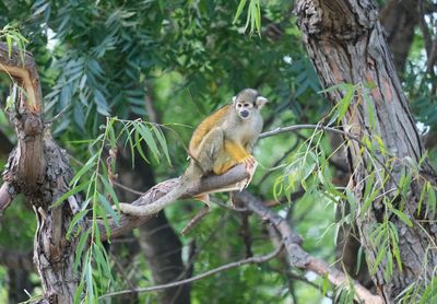 Monkey in a forest