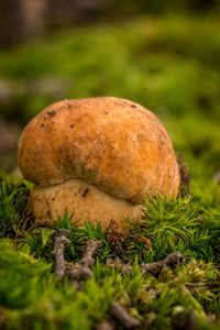 Close-up of mushrooms