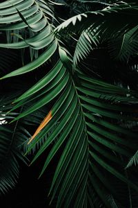 Close-up of plant growing in greenhouse