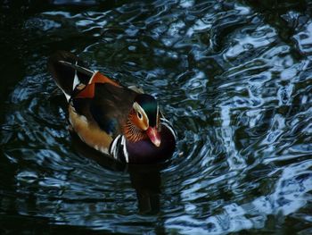 Close-up of duck swimming in lake