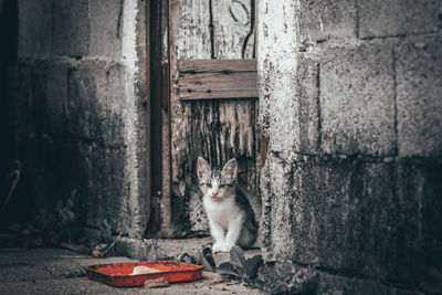 Portrait of cat sitting on wood against wall