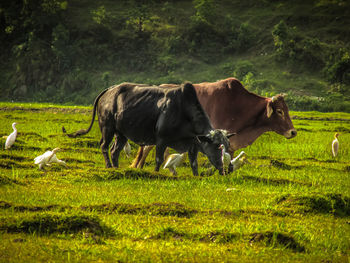 Cows grazing on field