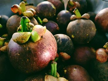 Close-up of fruits growing on plant