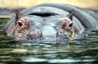Close-up portrait of hippopotamus in lake