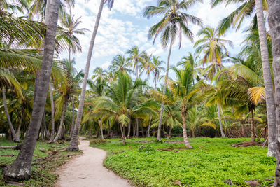 Narrow footpath amidst palm trees at tayrona national natural park