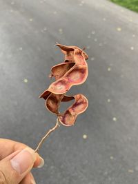 Close-up of human hand holding dry leaf