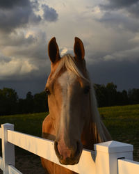 Horse standing in ranch against sky