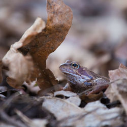 Close-up of frog on dry leaves