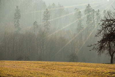 Panoramic shot of trees in forest