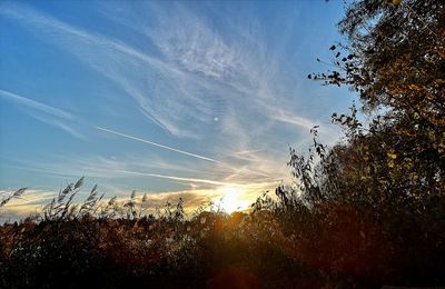 Low angle view of silhouette trees against sky