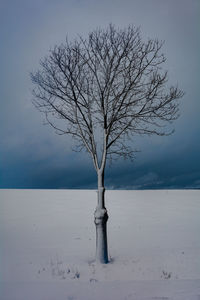 A tree in a landscape of lots of snow with a cloudy sky, in spessart, bavaria, germany