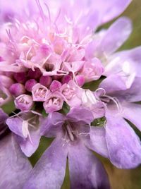 Close-up of pink flowers