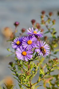 Close-up of purple flowers blooming outdoors