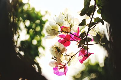 Close-up of flower tree against sky