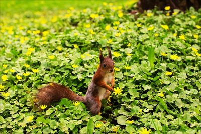 Squirrel on green leaves