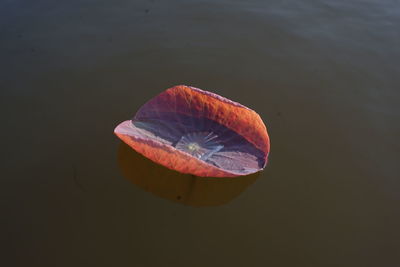 High angle view of leaf floating on water