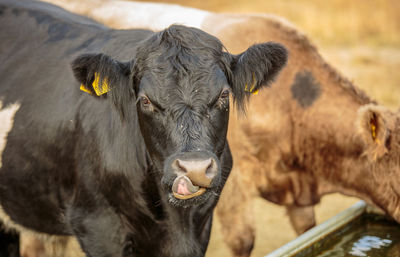 Portrait of cow