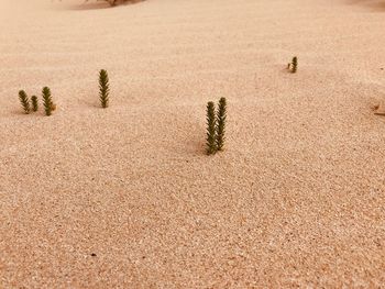 High angle view of plants growing on sand