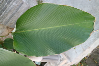 leaf