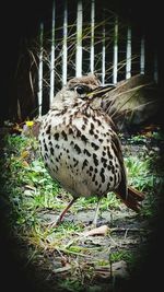 Close-up of an animal on field