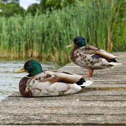 Ducks on a lake