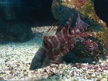 Close-up of fish swimming in sea