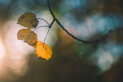 Close-up of autumnal leaves against blurred background