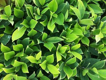 Full frame shot of green leaves