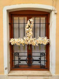 Flower pots on window of building