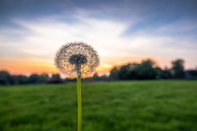 Dandelion on field against sky during sunset