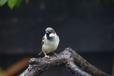 Close-up of bird perching on a branch