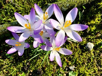 Close-up of purple crocus flowers