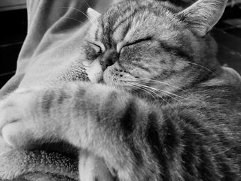 Close-up of cat sleeping