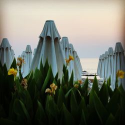 Scenic view of plants growing by sea