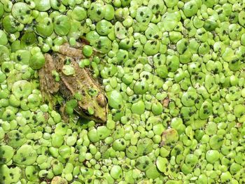 High angle view of frog amidst algae and insects in pond