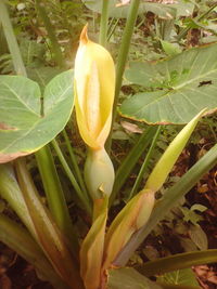 Close-up of yellow flower growing on plant