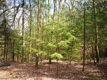 Trees growing in forest