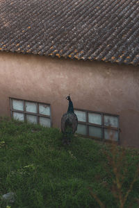 Bird on a wall of a building