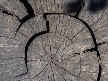 Full frame shot of textured tree stump