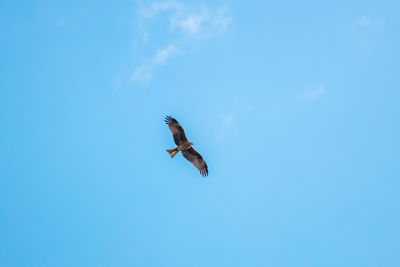 Low angle view of eagle flying in sky