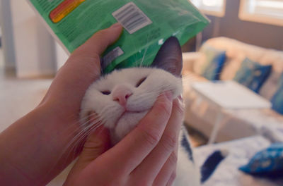 Close-up of hand holding cat