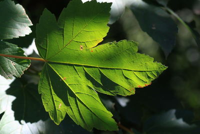Close-up of leaves