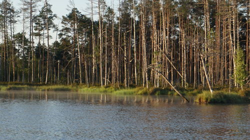 Scenic view of lake in forest