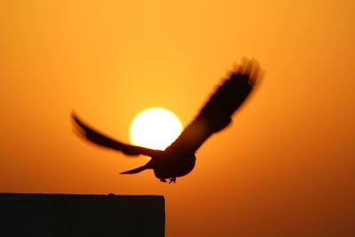 Close-up of silhouette bird against sunset sky