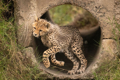 Cheetah cub by stone hole in forest