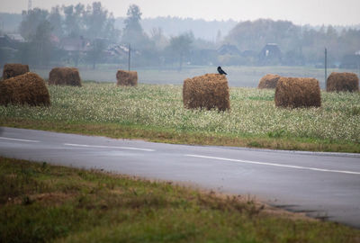 Hay bales on field against trees