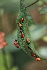 Close-up of insect on plant